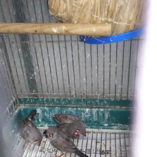 里親様が決まりました。ありがとうございます