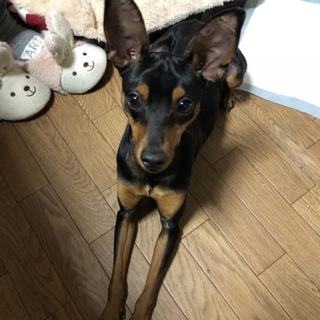 活発なミニピンの男の子です