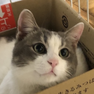 優しくて甘えん坊の愛らしい男の子 シルクちゃん