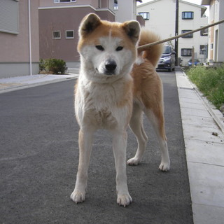秋田犬おとなしい２才の女の子です