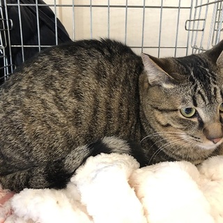 おっとり優しいペータくん