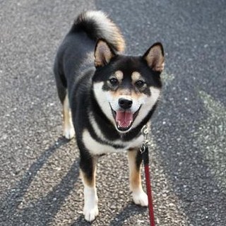 黒柴7歳男の子里親募集