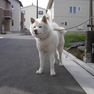 白い秋田犬３才の男の子です
