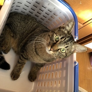 超甘えたのきょう君