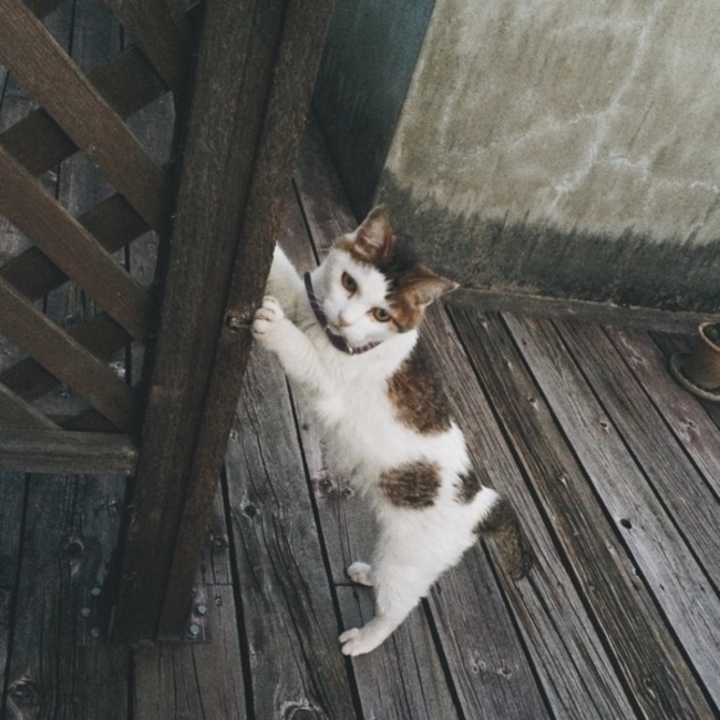 __skinのカバー写真