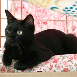 明るく元気な火の国cats シンバ ご家族募集中