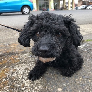 トイプードルとマルチーズのミックス メス 5才 