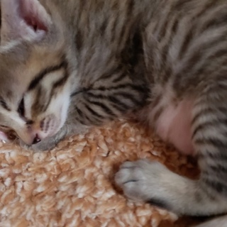 子猫の里親募集！