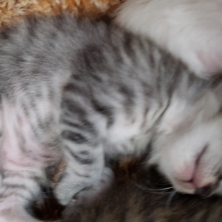 子猫の里親募集！