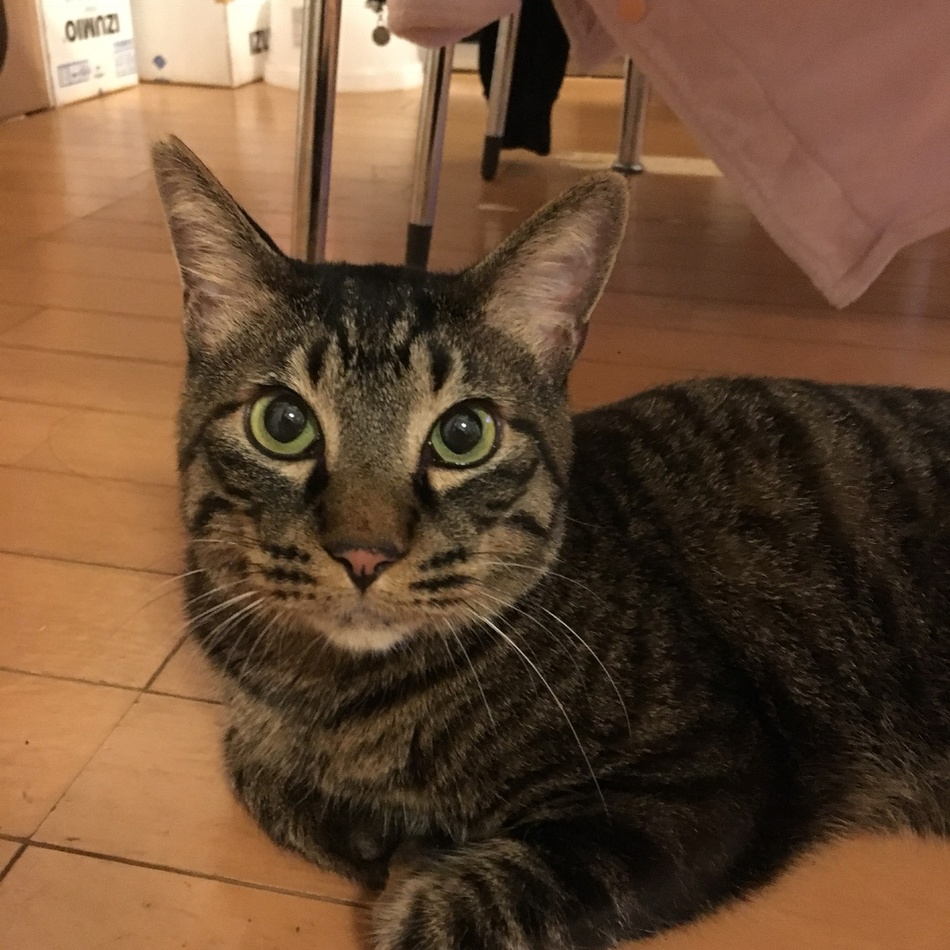 うにのカバー写真