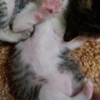 子猫の里親募集！