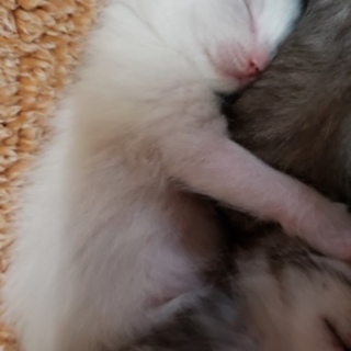 子猫の里親募集！