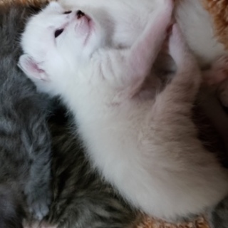 子猫の里親募集！