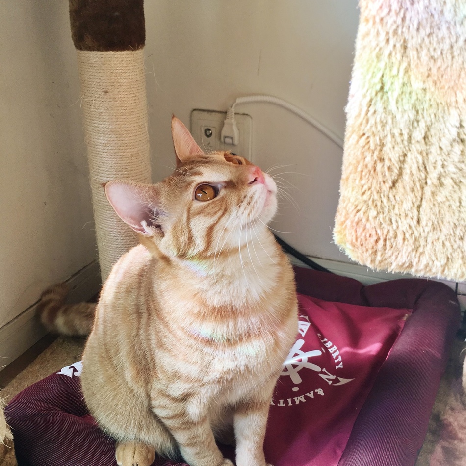 天使のカバー写真