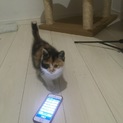 里親決定；三毛猫の子猫の里親さんを募集してます。