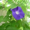 saiwai