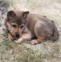 めちゃくちゃ人懐こく甘えてくるセラピー犬❣️❣️