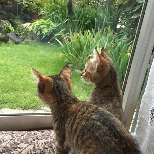 キャットセカンドライフ〜赤い毛糸〜のカバー写真