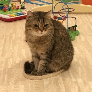 スコティッシュフォールド　9歳　女の子