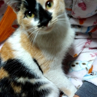 抱っこ大好きスリゴロ三毛ちゃん♡♡