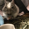ごはん中