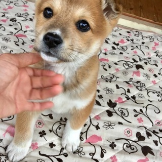 里親さま決まりました☆
