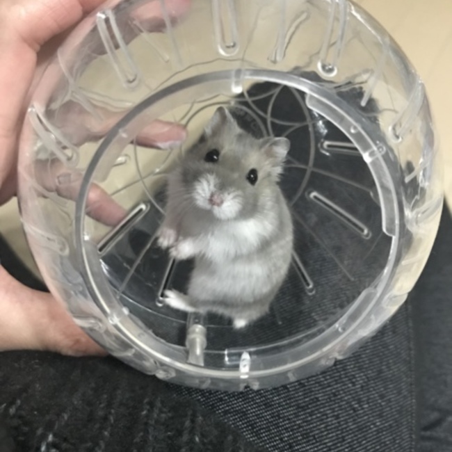 たらこんぶのカバー写真