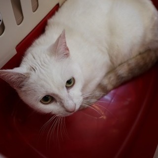 人懐っこい 落ち着いた成猫さんです