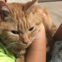 アメリカンショートヘアの里親を探しています！
