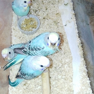 セキセイインコの里親さん募集中