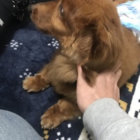 ダッキー
