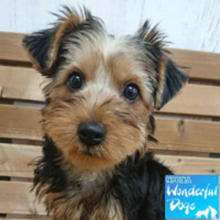 「シンバル」ヨーキー♂