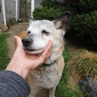 まぁ子と申します。穏やかな老犬です