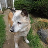 まぁ子と申します。穏やかな老犬です サムネイル5
