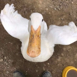 行方不明　あひる　群馬県 太田市