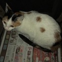 1才未満の猫です。