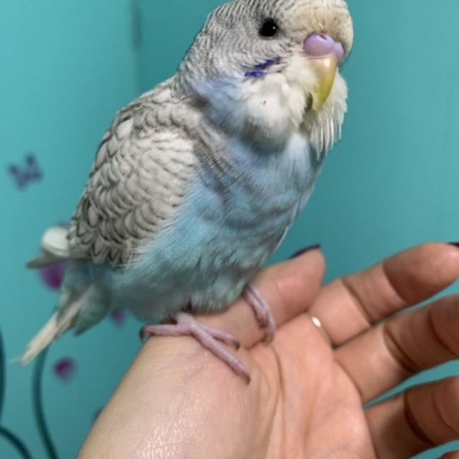 波heyのカバー写真