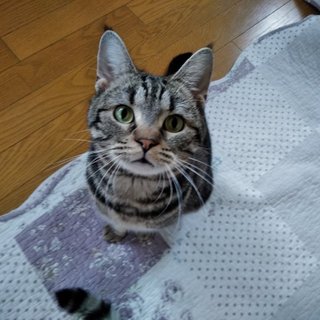 アメリカンショートヘアのイチ君