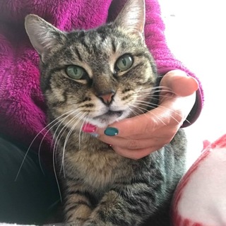 横浜市南区よりキジトラのまぁちゃん