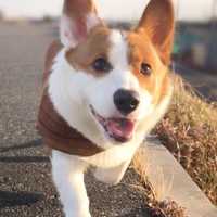クィニー栗丸