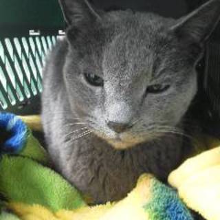 3月17日藤井寺譲渡会参加予定ロシアンブルー風成猫