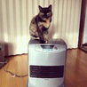 くーちゃんの冬