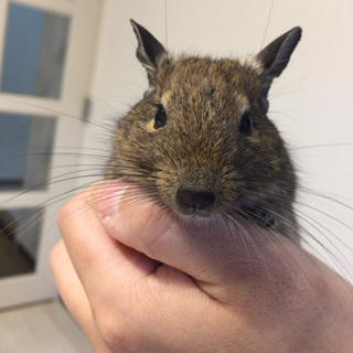 【里親決定】ありがとうございました。