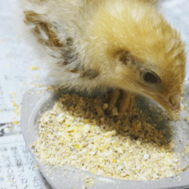 白米大好きのカバー写真