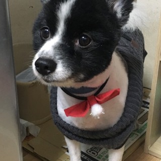 ずっとのお家を募集中