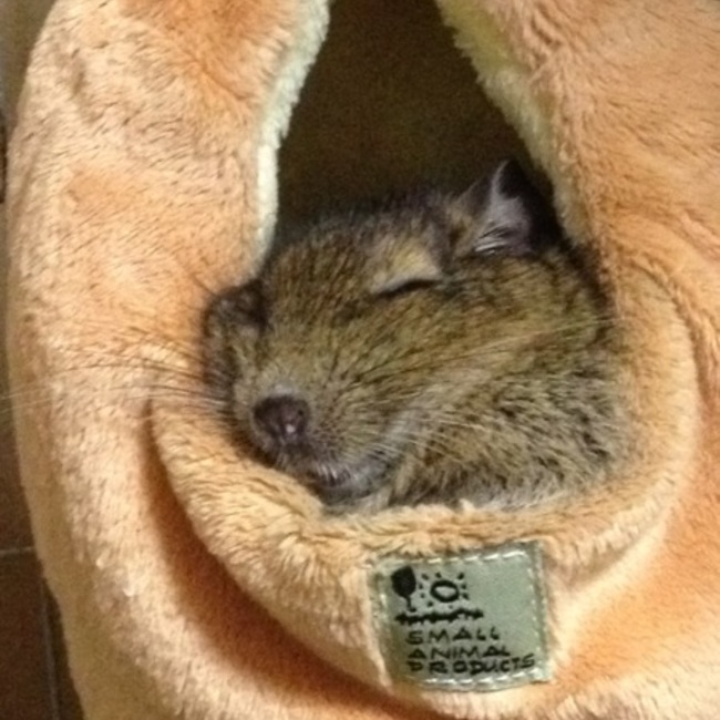 Deguiのカバー写真