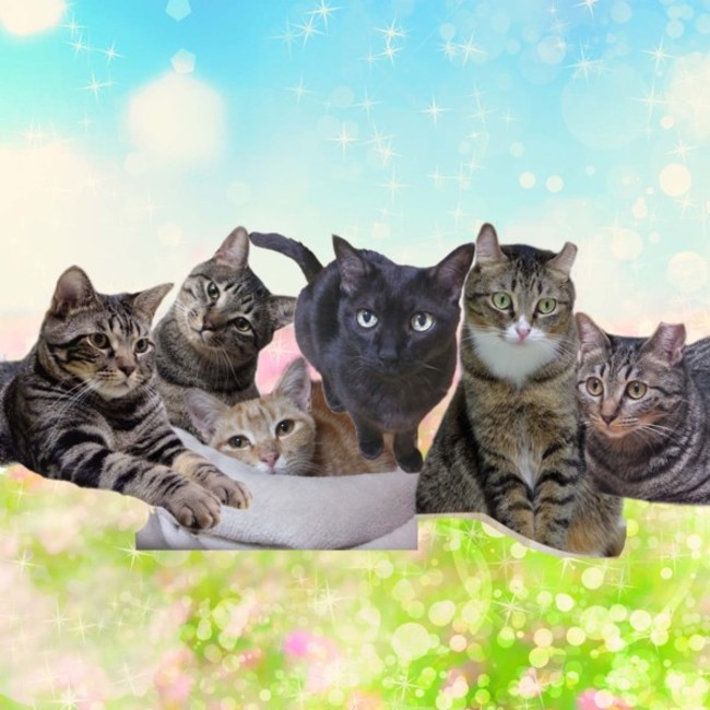 COOMA（くーま）のカバー写真