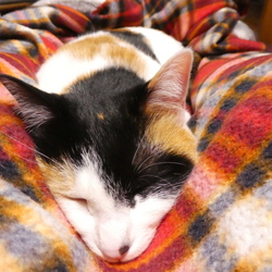 足の間が調度いいかな。