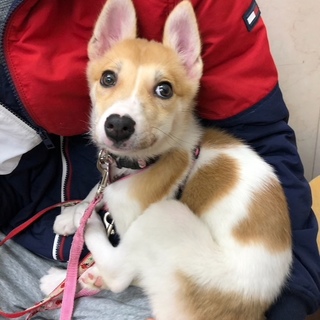 足長スレンダー女子 雑種仔犬 パピコ