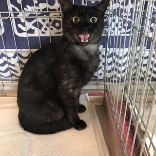 超甘えん坊 人が大好き あんみつちゃん